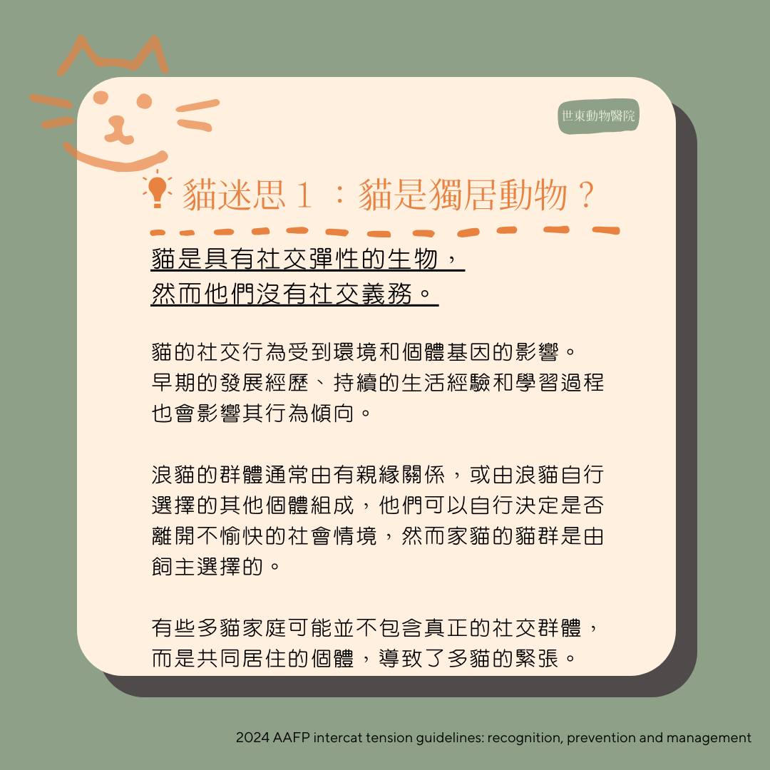 貓間衝突完全指南：從破解10大迷思到行為辨識